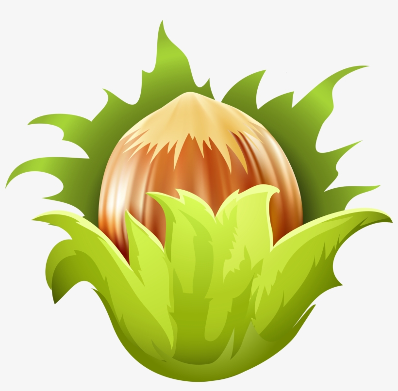 Hazelnut Png Clip Art - Hazelnut Clipart Png, transparent png download