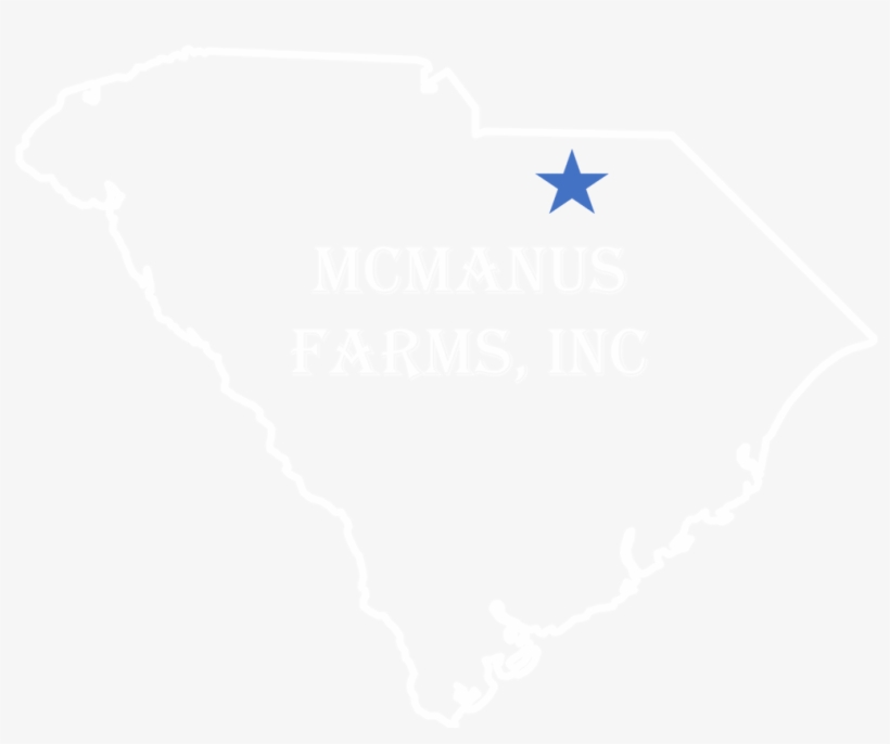 Top Quality Pine Needles - Mcmanus Farms, Inc., transparent png download