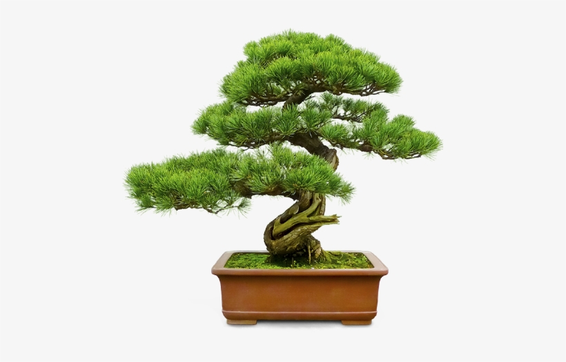 Personal Loans - Bonsai For Beginners: The Ultimate Guide To Bonsai, transparent png download
