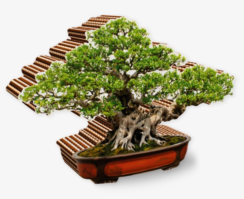 Bonsai - Zen For Beginners A Beginner's Guide To Zen, transparent png download