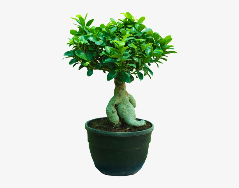 Ficus Retusa, transparent png download