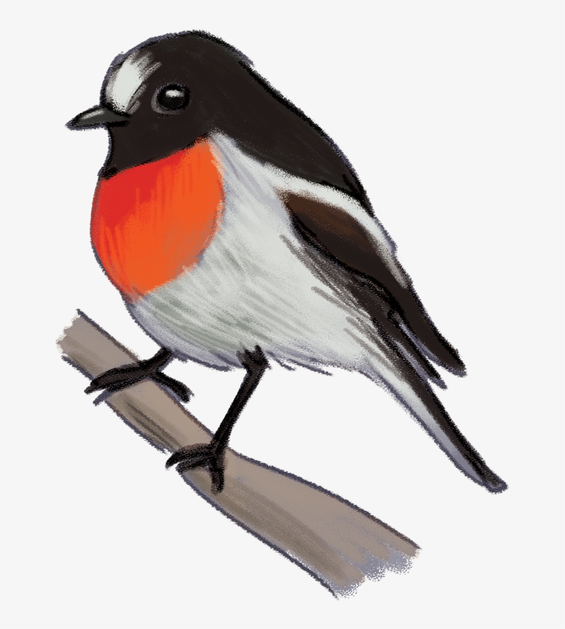 Scarlet-robin, transparent png download