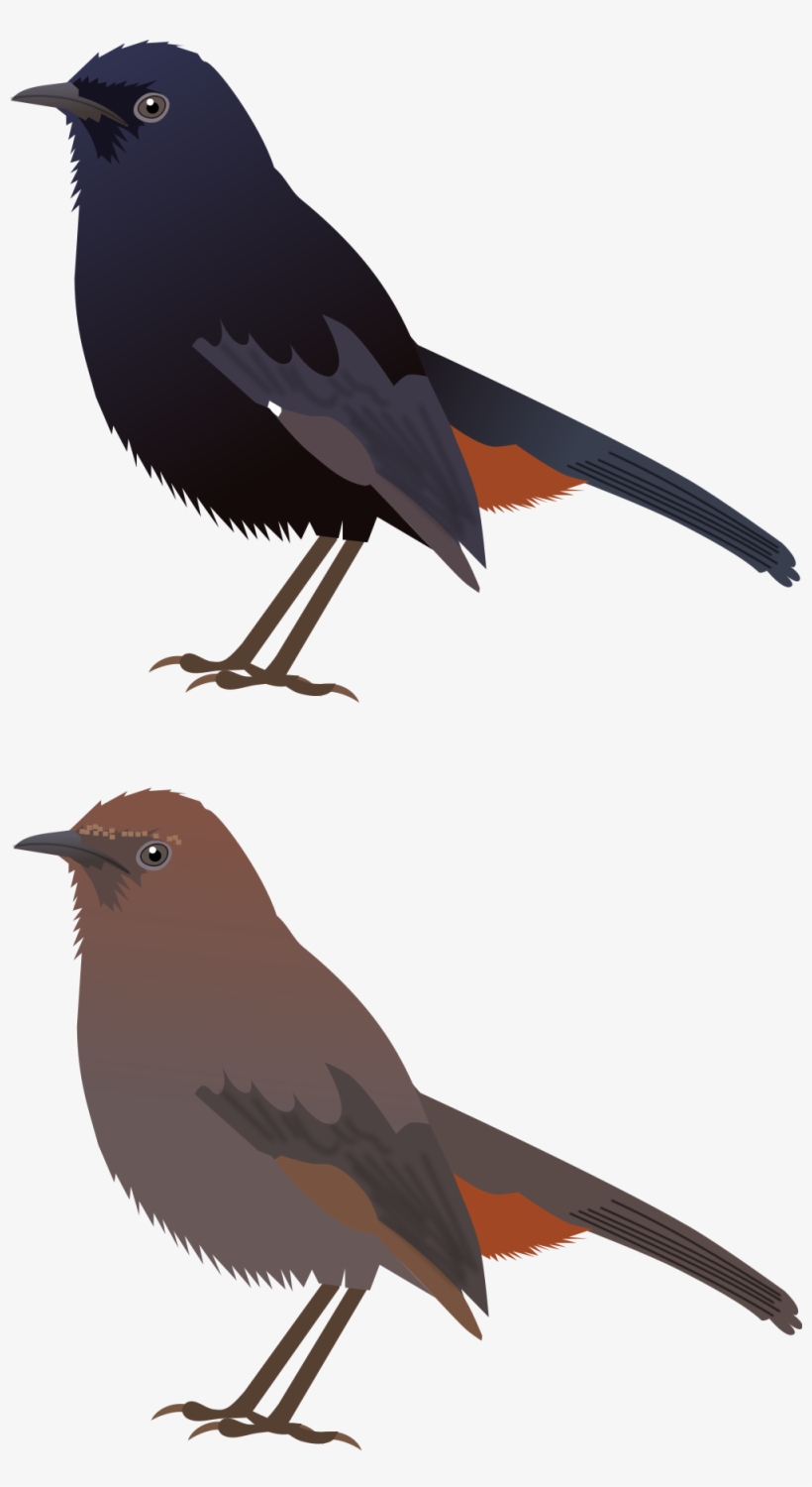 Open - Rusty Blackbird, transparent png download