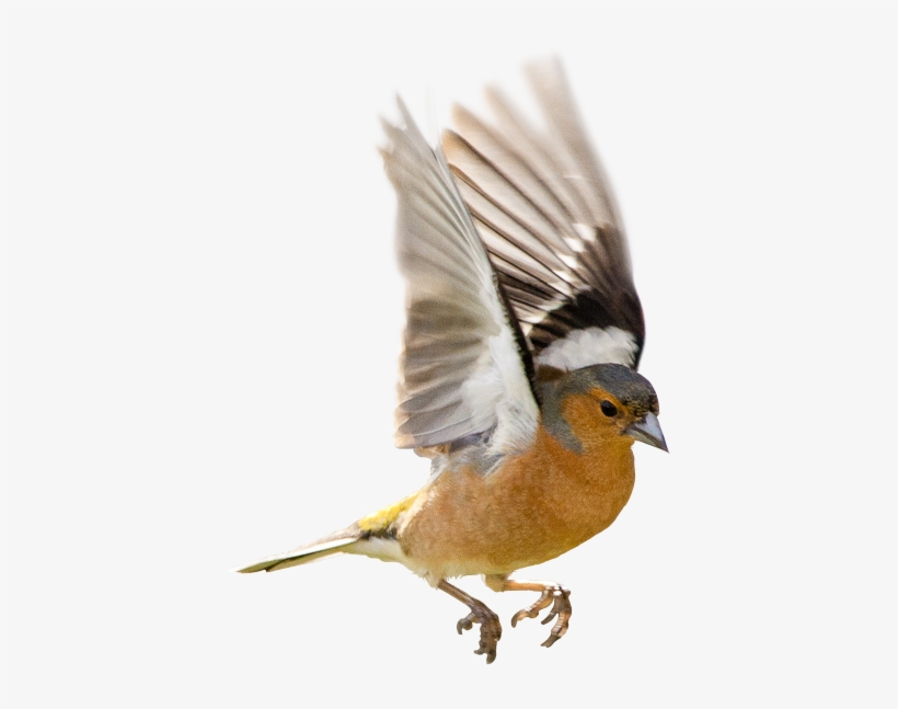 Therapy Services Gender Sexuality Issues Bird - Common Chaffinch, transparent png download
