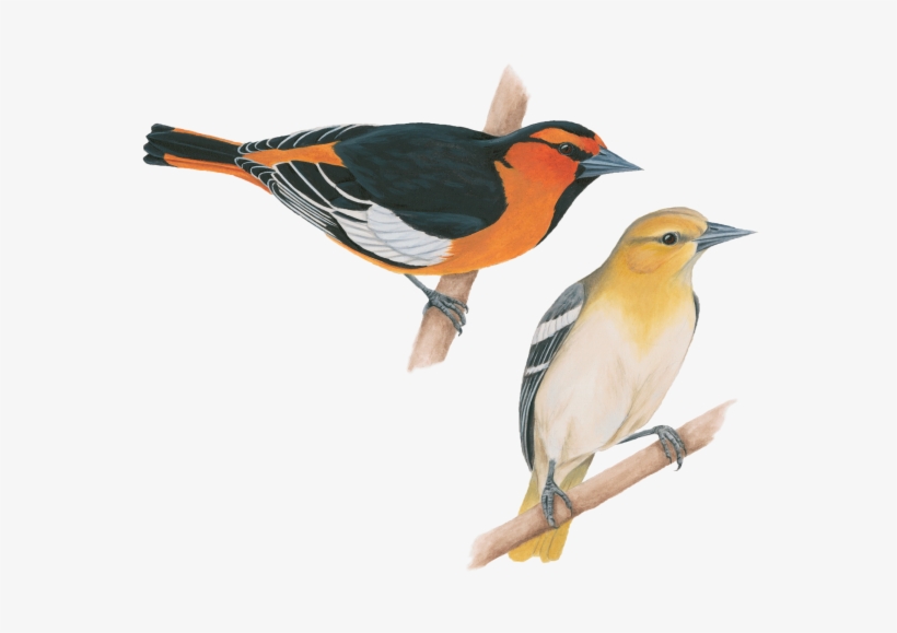 Bullocks Oriole - United States Of America, transparent png download
