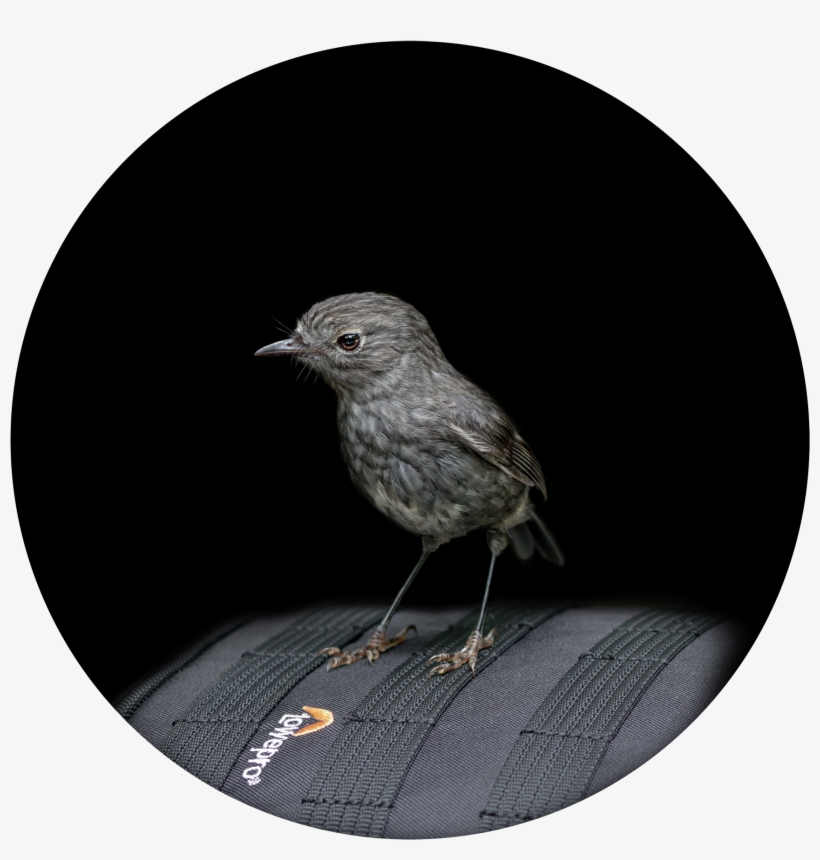 North Island Robin / Toutouwai Limited Edition Of - Wellington, transparent png download