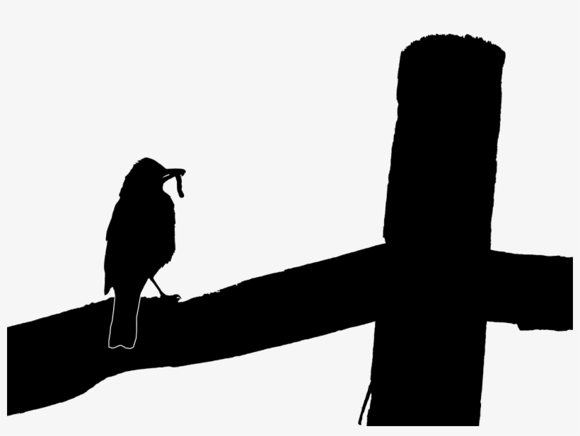 Robin Silhouette Mother Bird - Bird, transparent png download