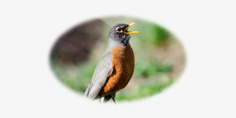Robin - Robins (in My Backyard), transparent png download