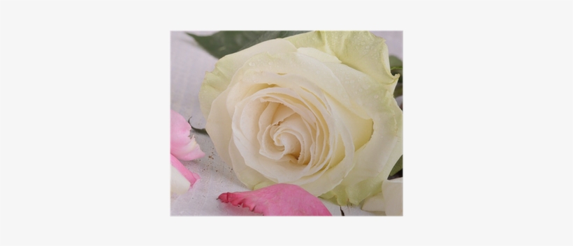 Close-up Of A White Rose With Pink Rose Petals Poster - Pink, transparent png download