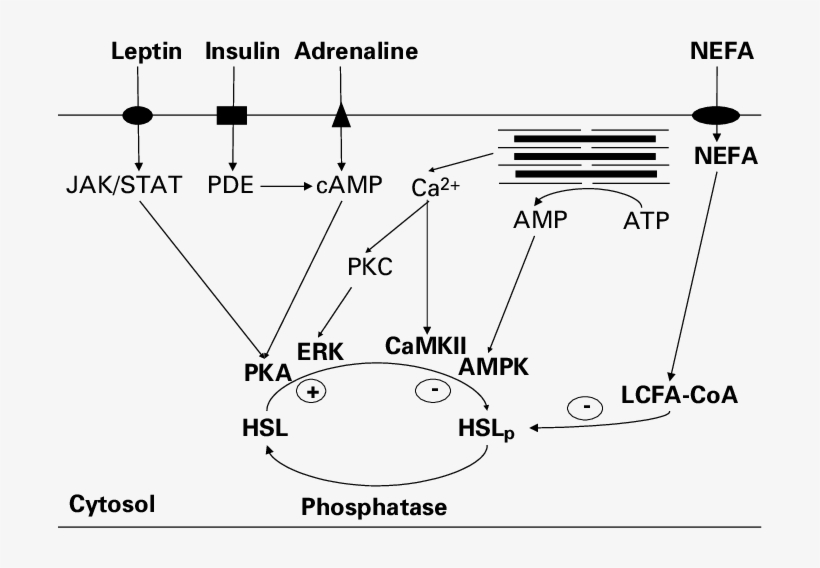 Hsl P , Phosphorylated Hsl - Hormone Sensitive Lipase, transparent png download