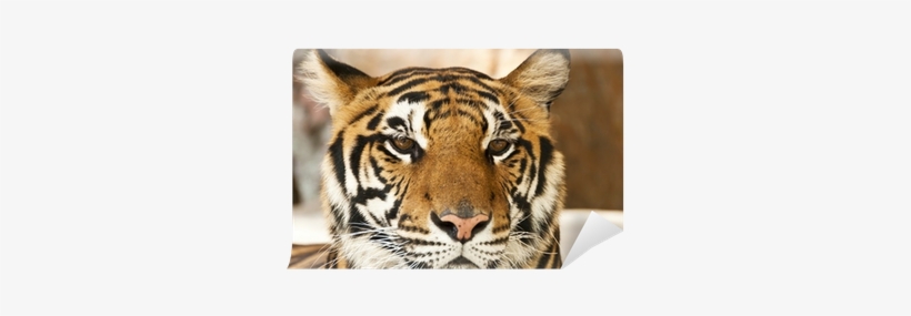 Siberian Tiger, transparent png download