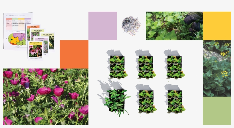 What's In This Plantpack - African Daisy, transparent png download