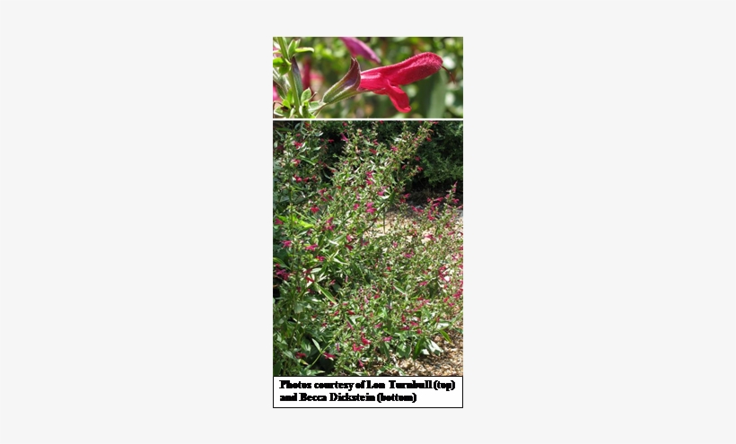 Red Sage, Salvia Pentstemonoides - Woods' Rose, transparent png download