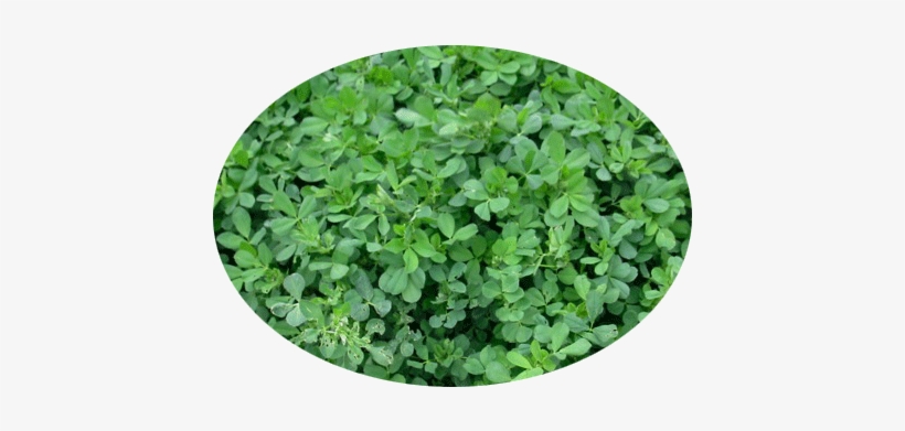 In General, Alfalfa Is A Herbaceous Perennial Legume - Alfalfa, transparent png download