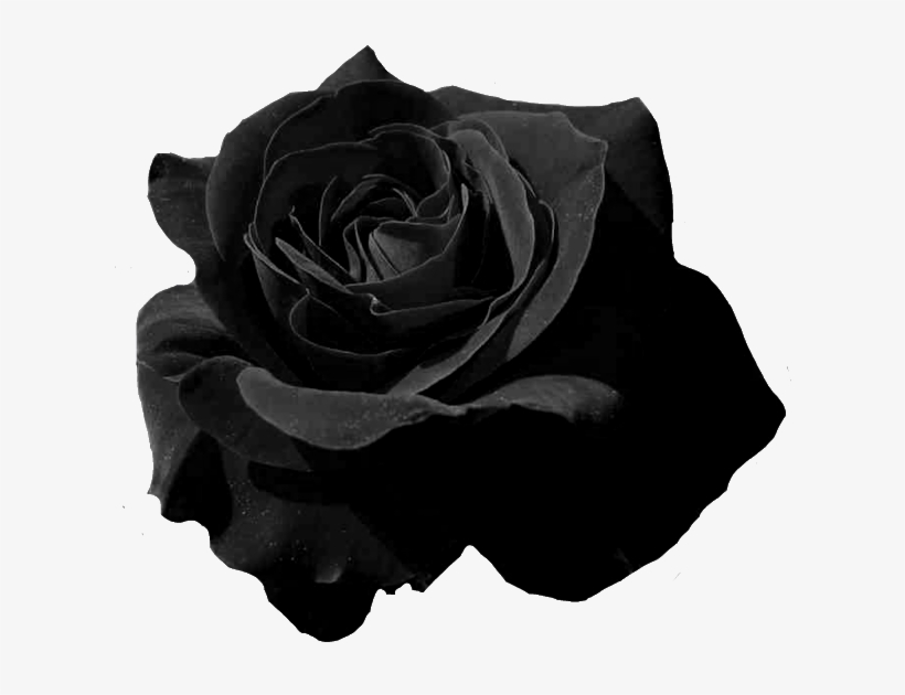 Black And White Roses Png, transparent png download