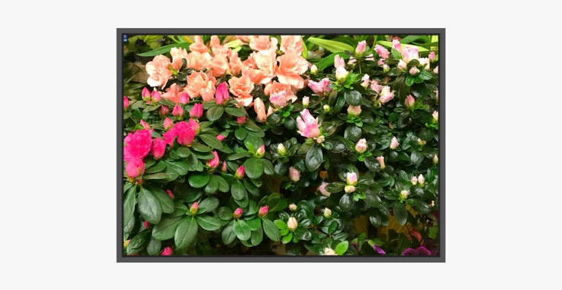 Jacques Flower Shop - Hypericum, transparent png download