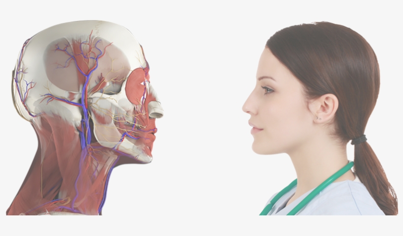 Anatomy Charts - Anatomy, transparent png download