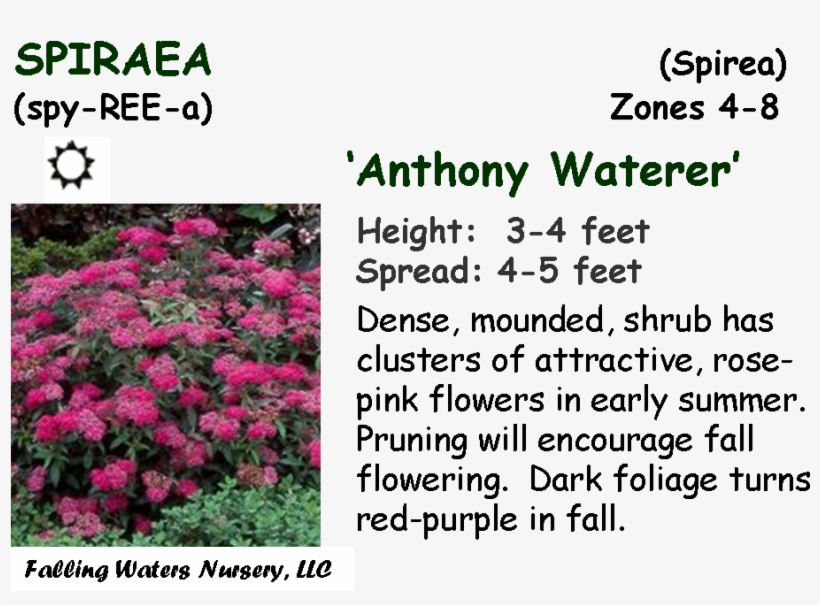 Evergreen Shrubs - Wausau, transparent png download