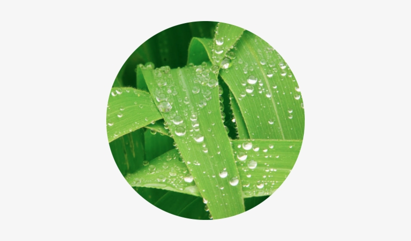 Foliar - Foliar Feeding, transparent png download