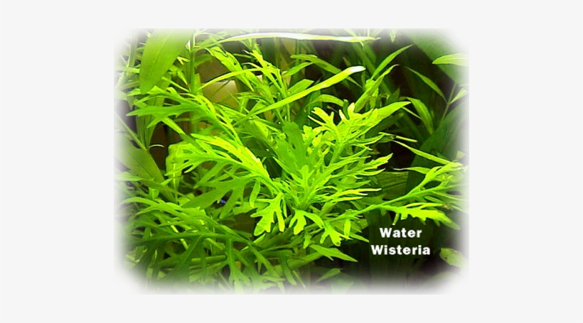 Aquatic Plants, transparent png download