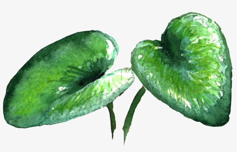 Transparent Material For Fresh Green Large Leaf Plants - 大 葉片, transparent png download