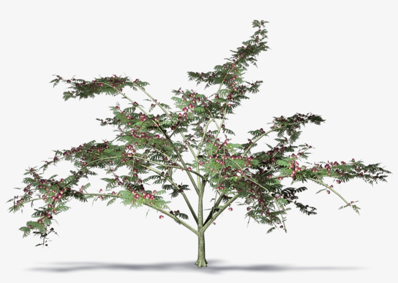 Cad And Bim Object - Acacia Retinodes, transparent png download