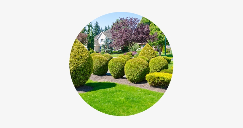 Shrub Trimming - Landscape Architect, transparent png download