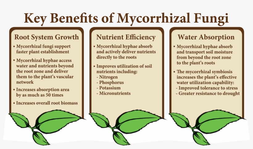 There Are Numerous Documented Benefits That Mycorrhizal - Do Plants Benefit From Their Root System, transparent png download