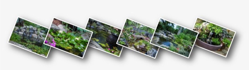 Your Missing Out On Half Of Your Pond Or Water Feature - Botanical Garden, transparent png download