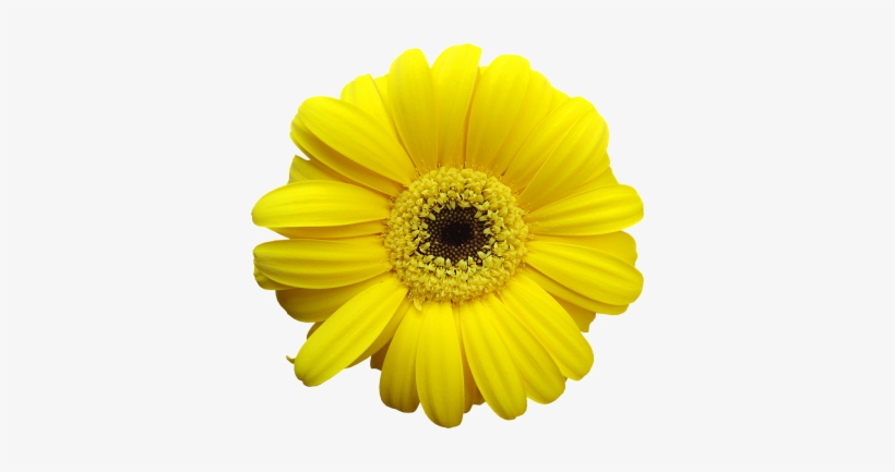 Grayling Clean Up Day - Pastel Yellow Flower Png, transparent png download