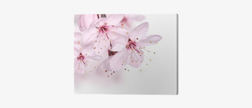 Dyshi I Hudej. Oksisajz (buch), transparent png download