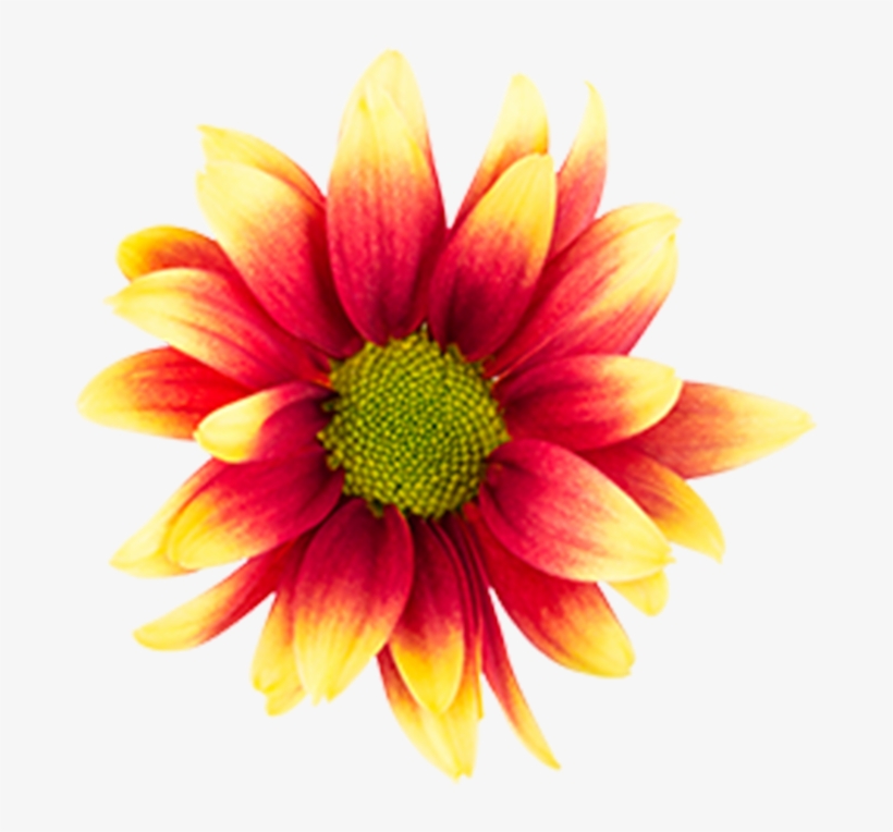 Bicolor Red Yellow Kadanz Bicolor Red Yellow Kadanz - Indian Blanket, transparent png download