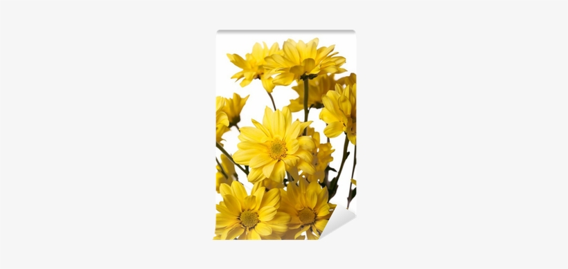 Close Up View Of Yellow Daisy On White Wall Mural • - Chrysanths, transparent png download