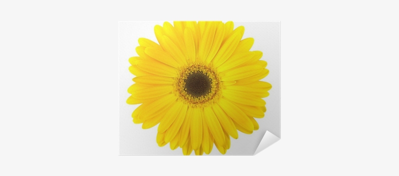 Yellow Daisy Flower Isolated On White Poster • Pixers® - Common Daisy, transparent png download