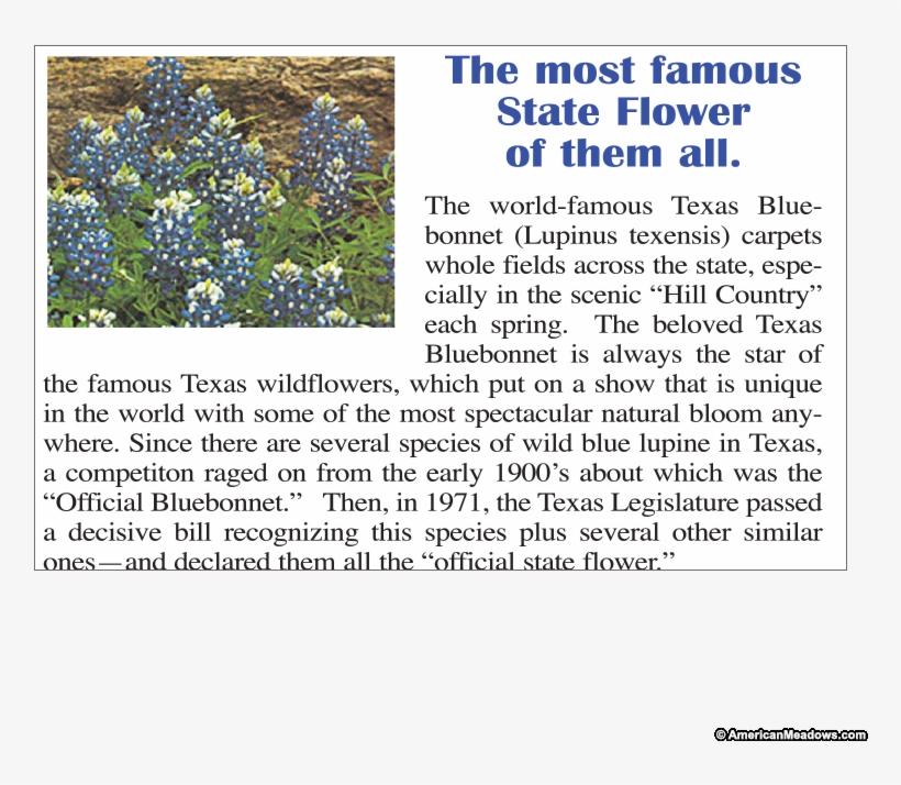 Click An Image To See It Above - Texas Bluebonnet, transparent png download