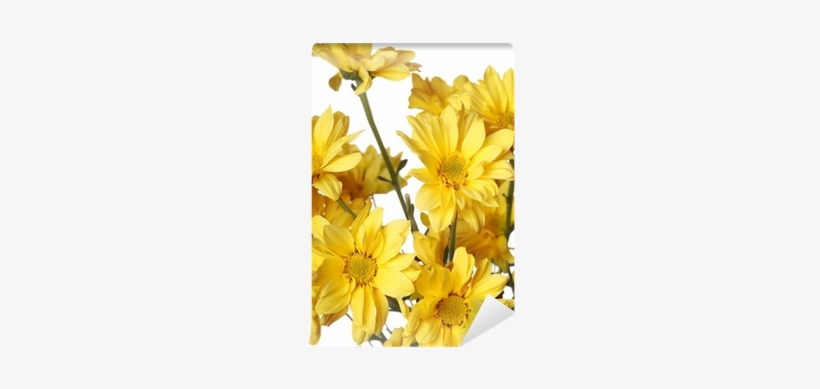 Close Up Of Yellow Daisy With On The White Wall Mural - Tickseed, transparent png download