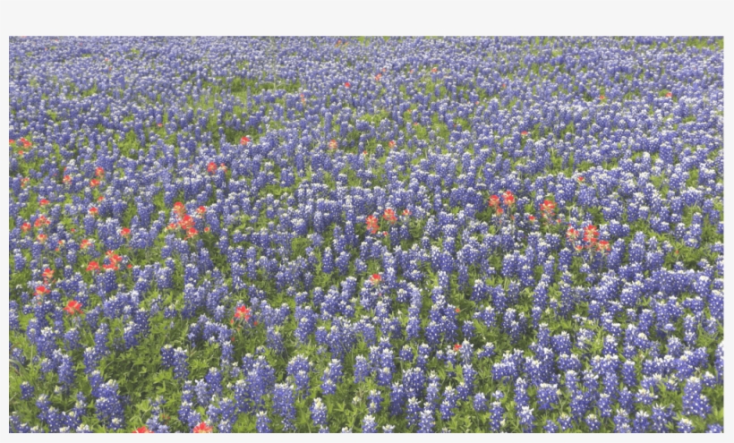 Bluebonnets-8, transparent png download