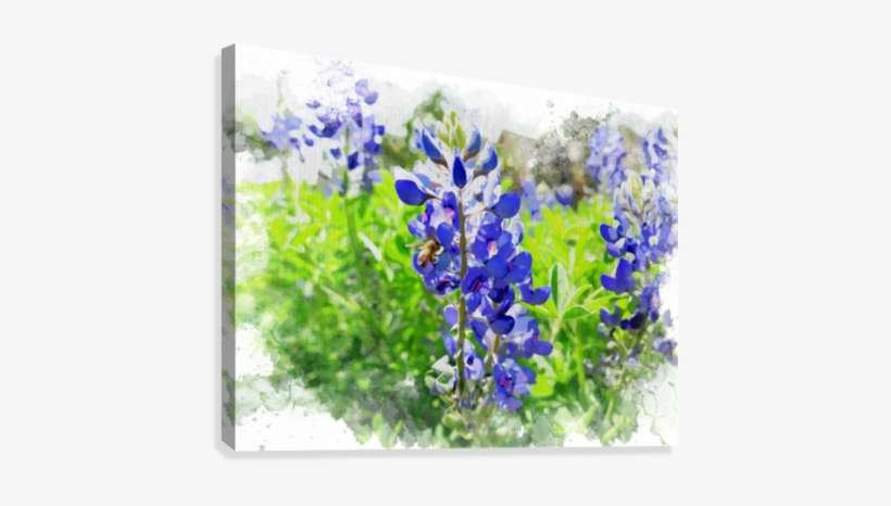 Bluebonnets Art - Texas Bluebonnet, transparent png download