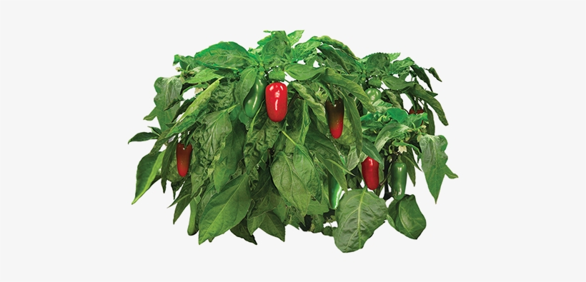 Vegetable Plant Png Download - Aerogrow Jalapeno Pepper Seed Kit, transparent png download