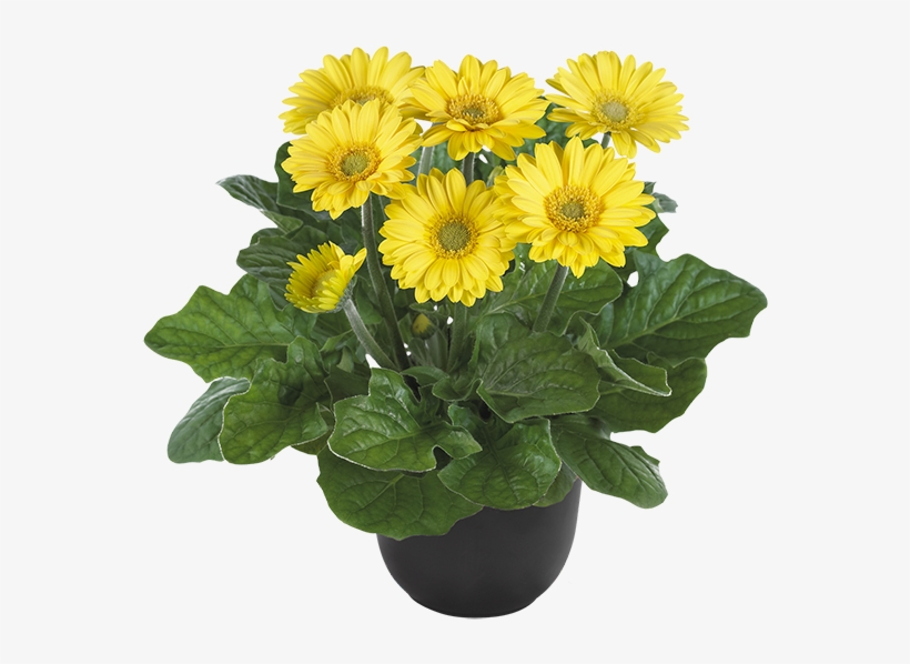 Yellow Bc - Permalink, transparent png download