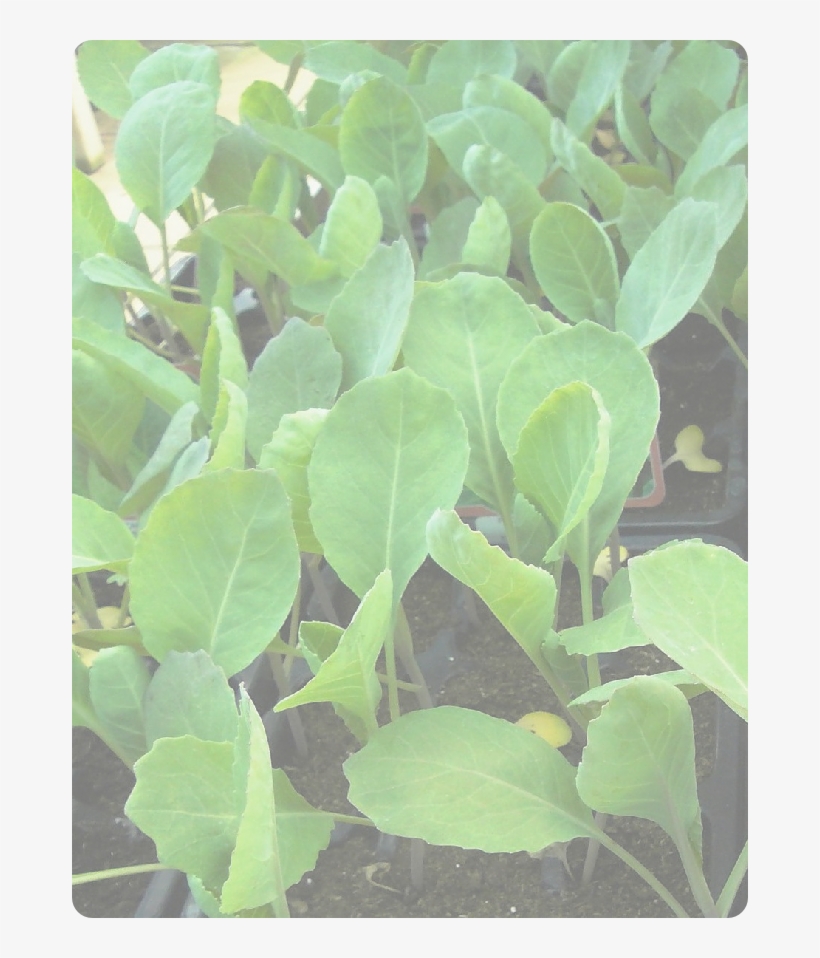 Vegetable, transparent png download