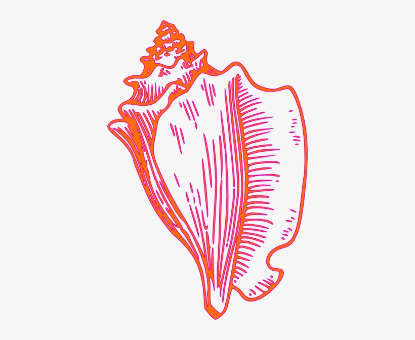 Transparent Conch Shell, transparent png download