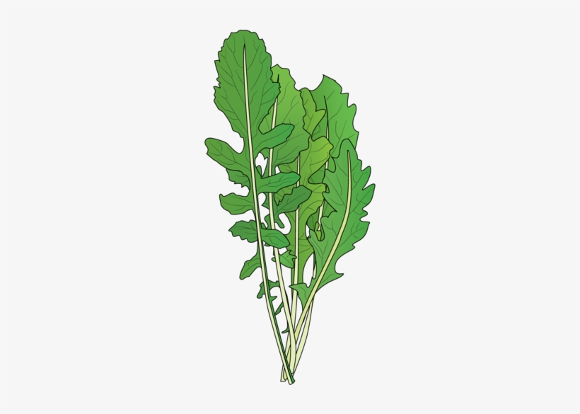 Arugula, transparent png download
