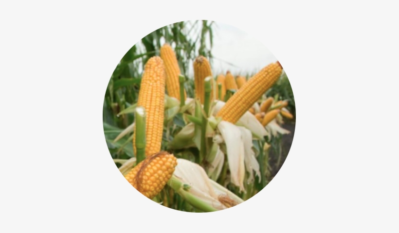 Improves Crop Yield - Syarat Tumbuh Tanaman Jagung, transparent png download