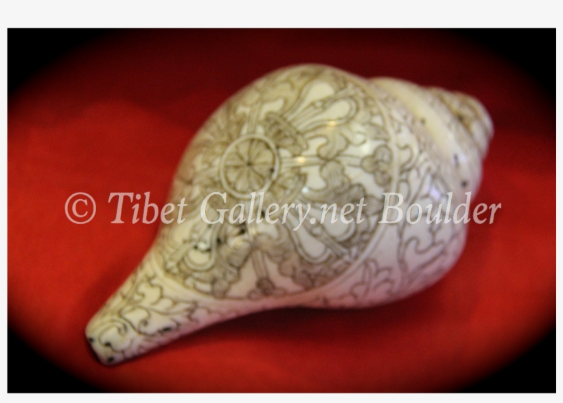 Conch Shell - Conch, transparent png download