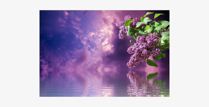 Lilac, Spring, Nature, Branches, Purple - Сирень Пнг, transparent png download
