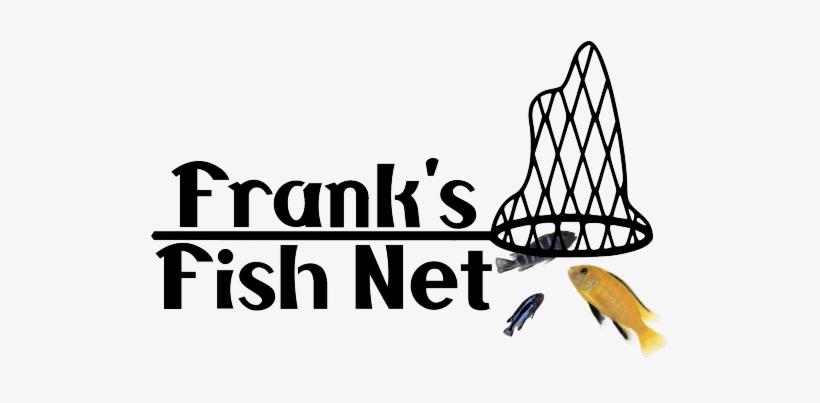 See What's In Frank's Net Below Are The Parents Of - Goldfish, transparent png download