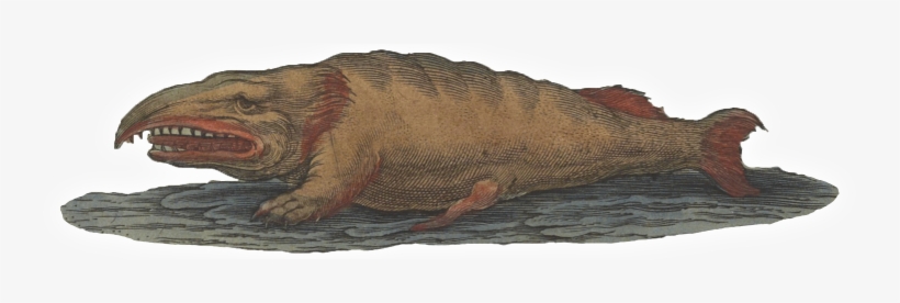 Fish In Time And History - Walrus, transparent png download