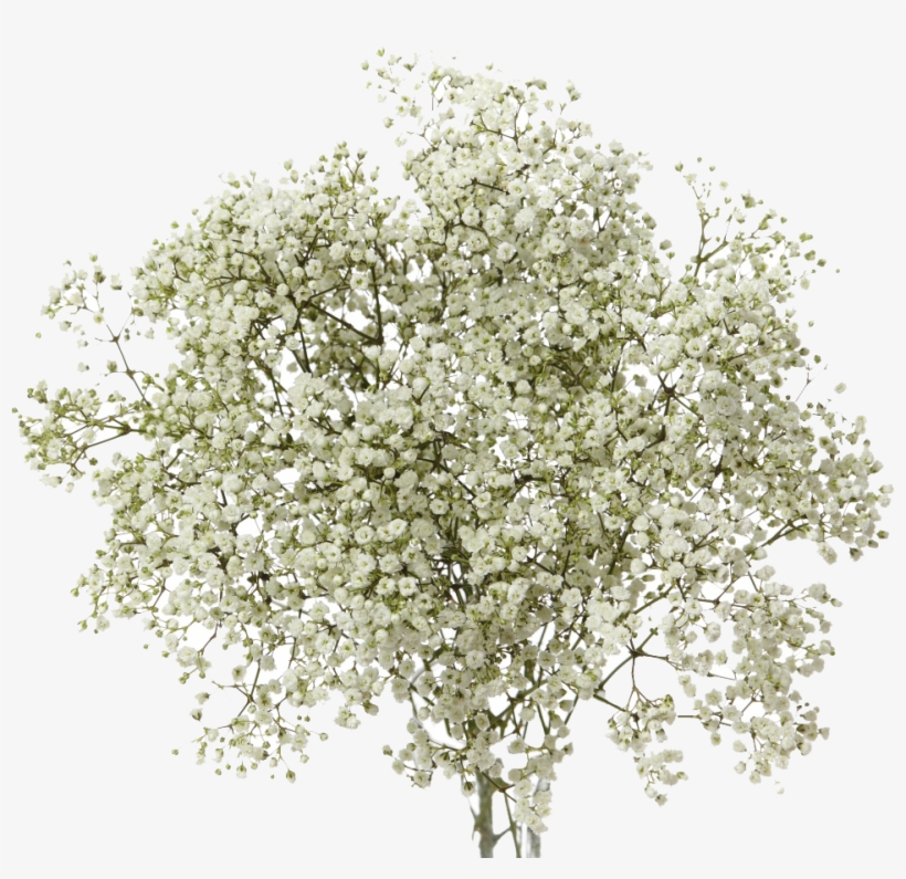 Baby's-breath Transparent PNG - 1100x1100 - Free Download on NicePNG
