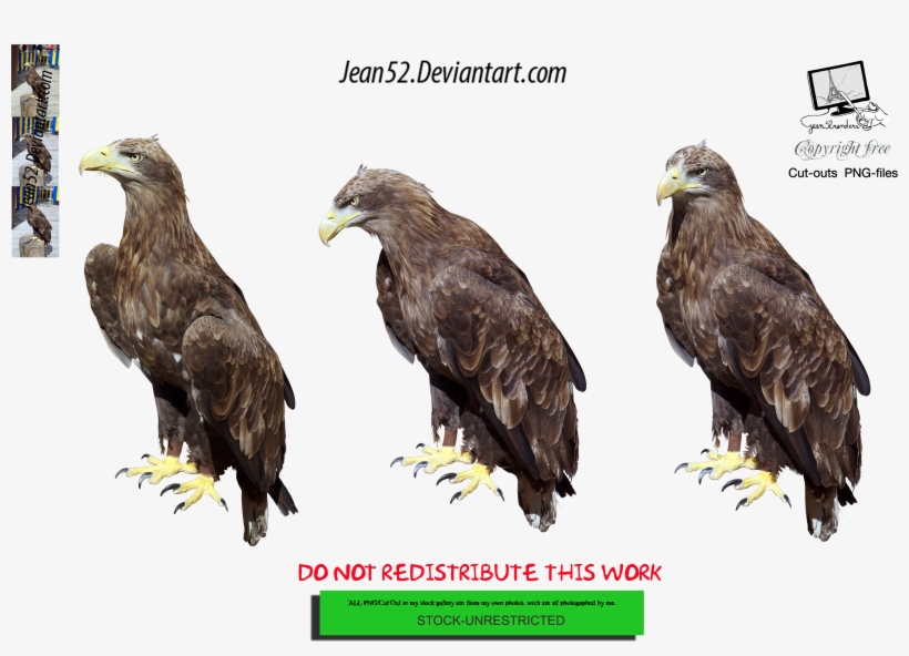 Eagle Png, transparent png download